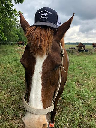 horse